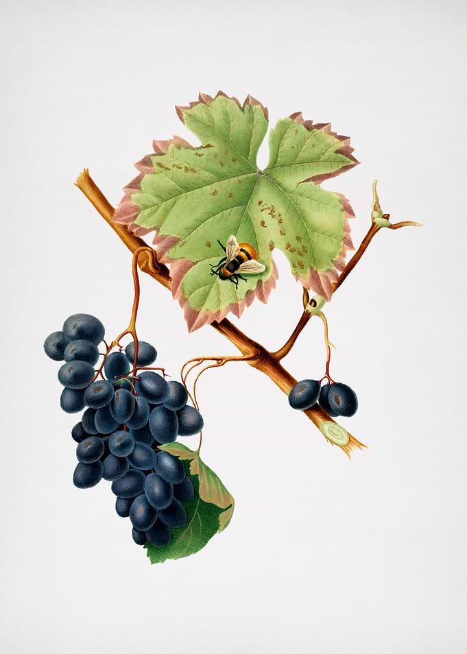 Vintage Barbera Grape Art