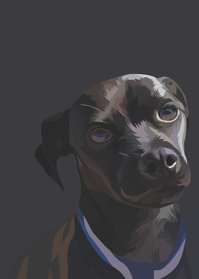 Greyhound Dog