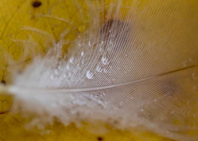 Still life of feather