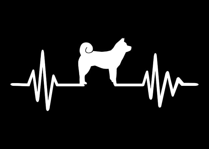 Shiba Inu