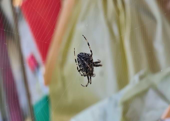 Crossspider