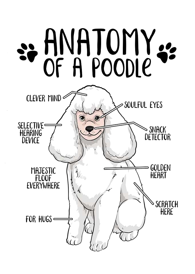 Anatomy of a Poodle