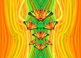 Butterflies