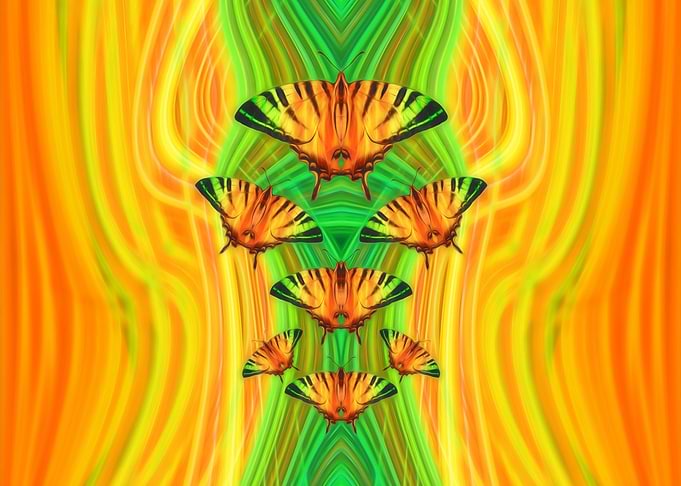 Butterflies