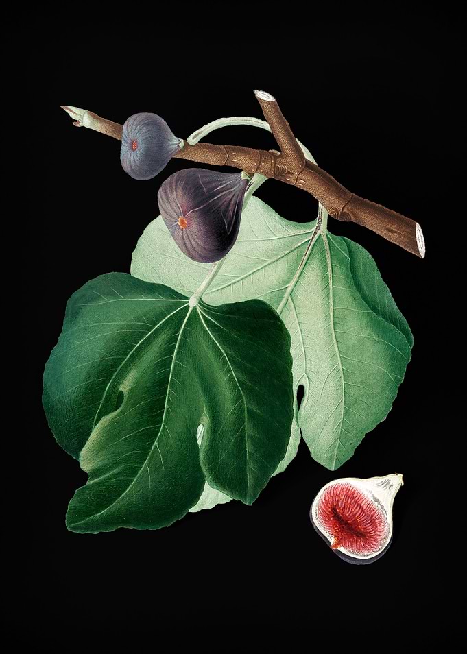 Vintage Black Figs Fruits