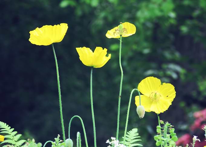 Yellow Flowers