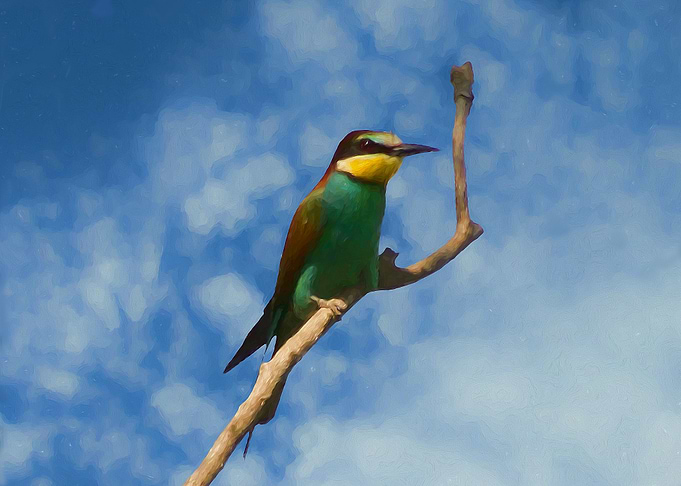 Bee eater
