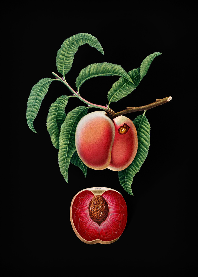 Vintage Carrot Peach Fruit