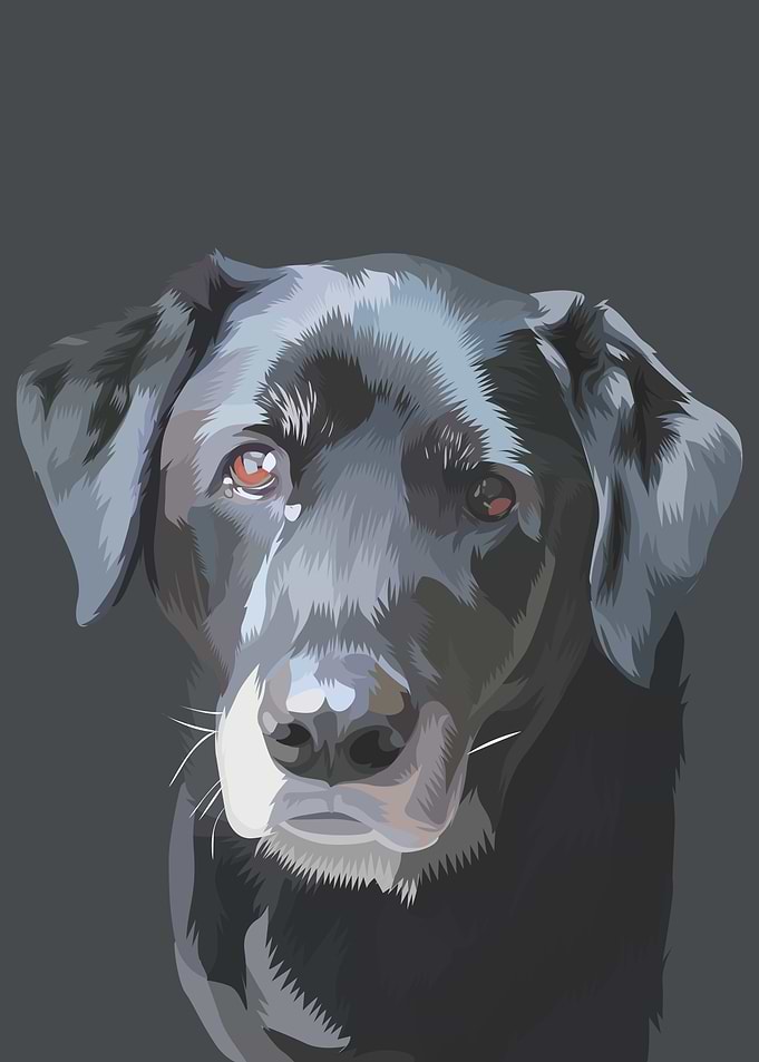 Silver Labrador Dog