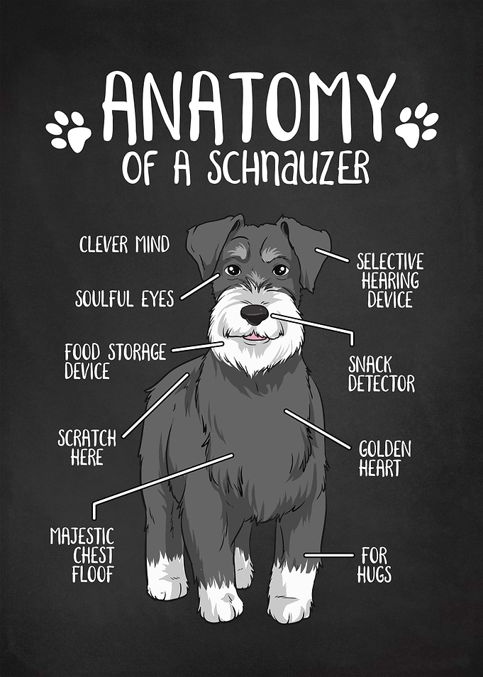 Anatomy of a Schnauzer