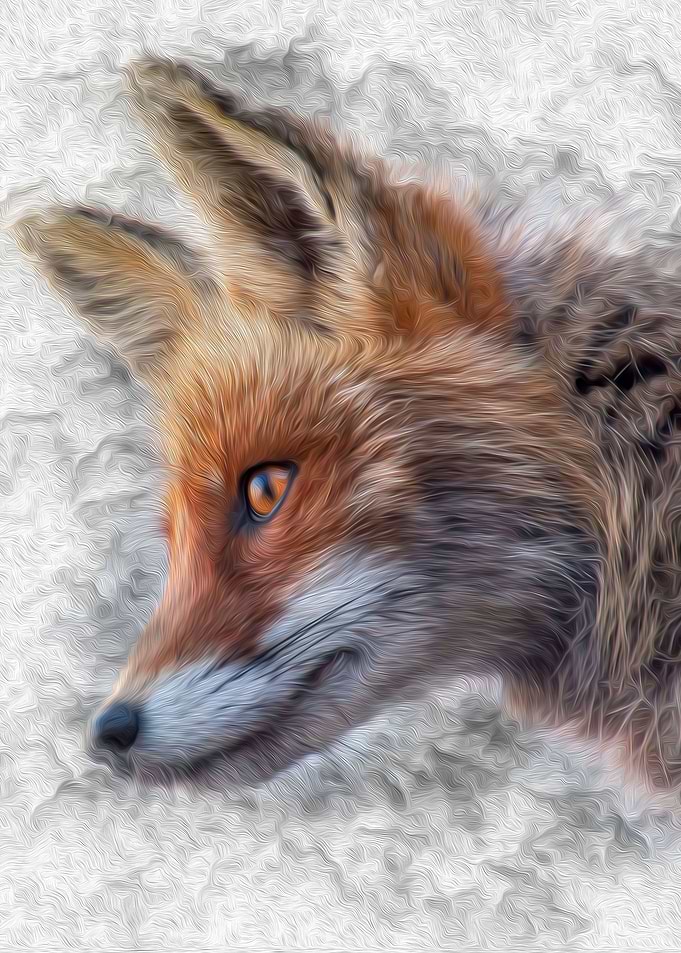 fox mammal animal