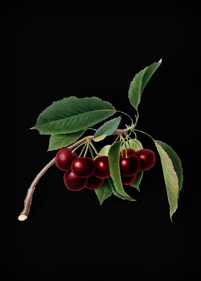 Vintage Cherry Fruit Food