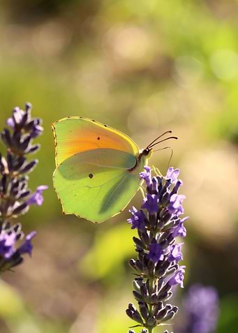 Butterfly in lavender