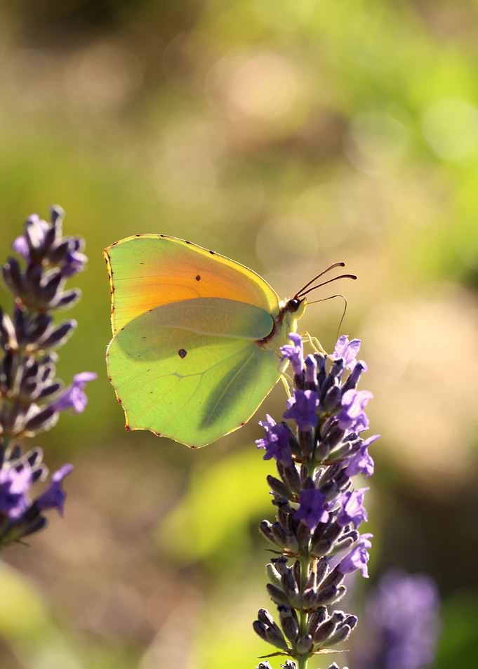 Butterfly in lavender