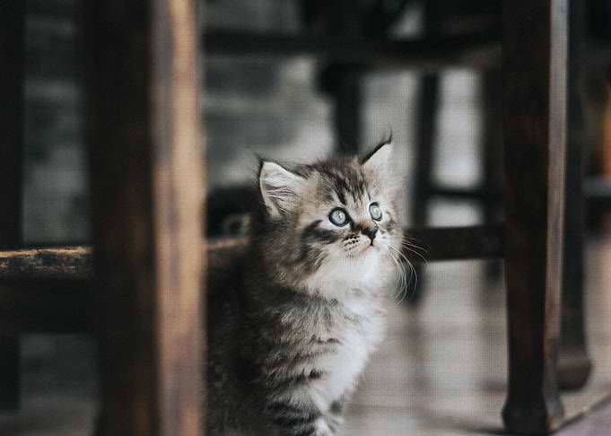 Cute Kitty Morning Moment