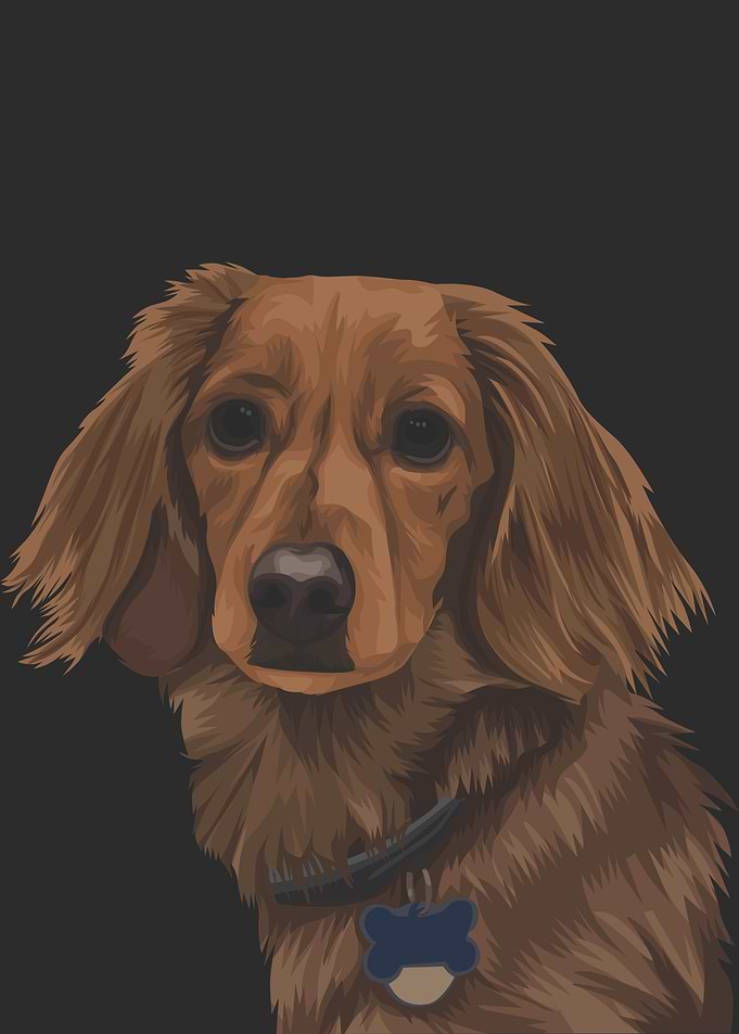 Spaniel Dog
