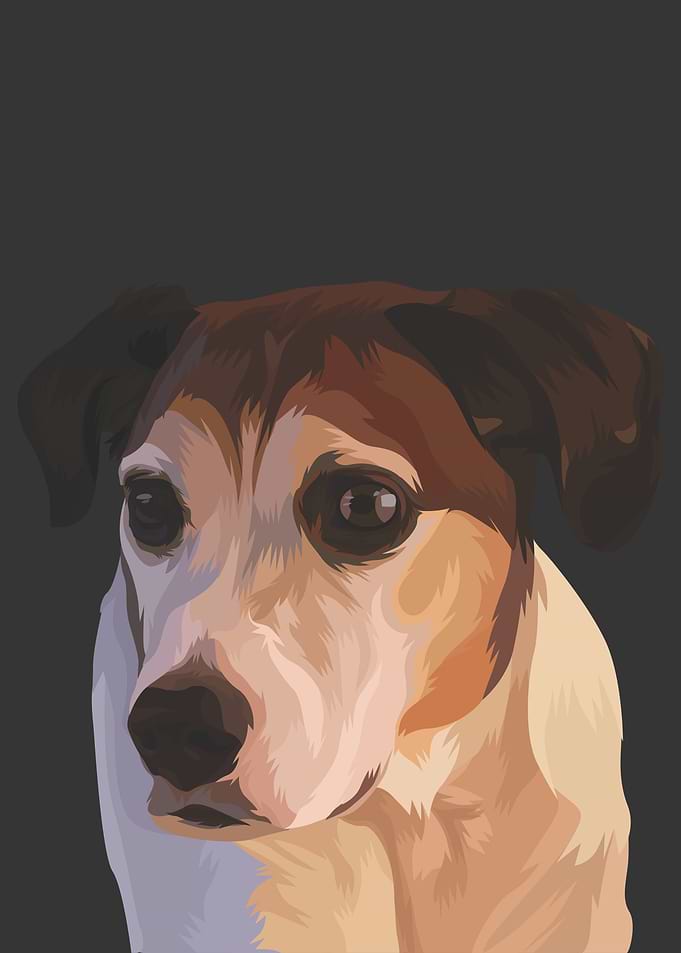 Jack Russell Terrier Dog