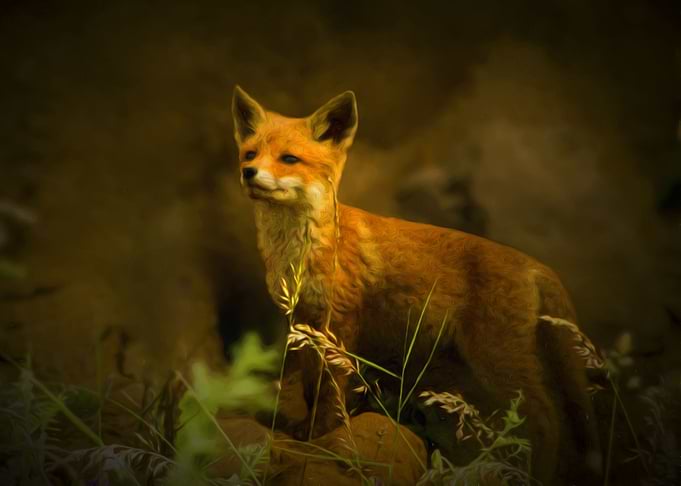 Little fox