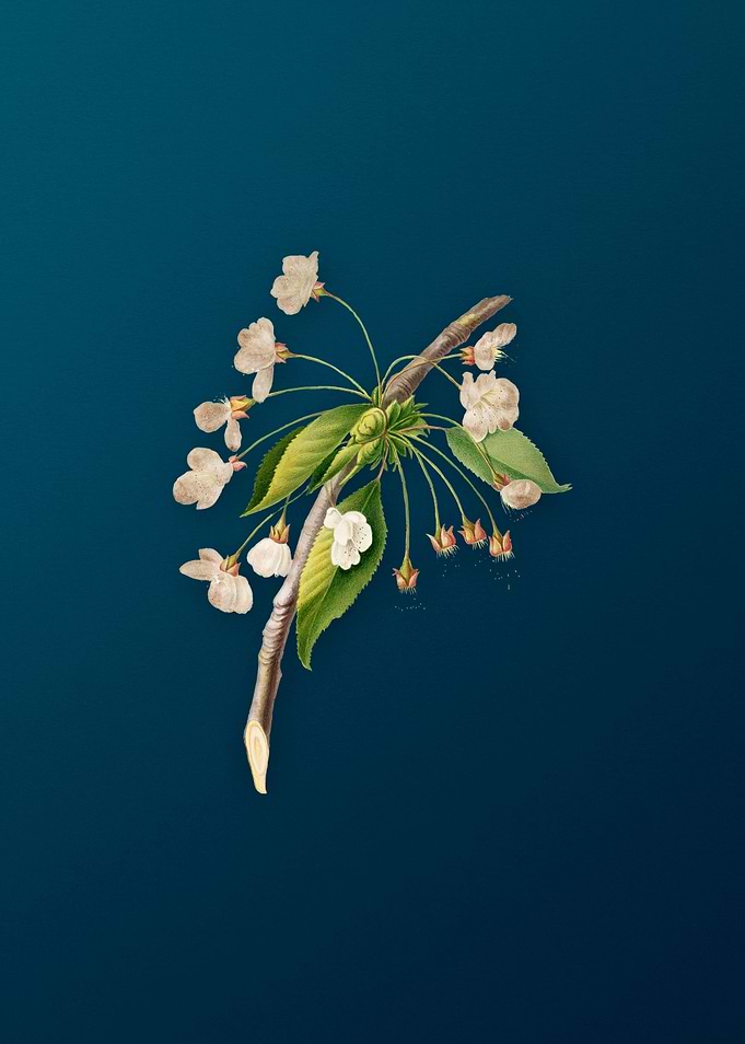 Vintage Cherry Plum Flower