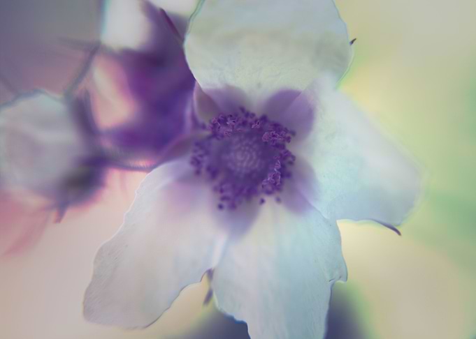 Rubus illecebrosus