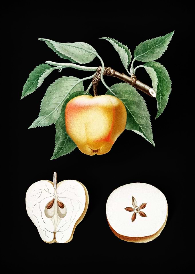 Vintage Carla Apple Fruits