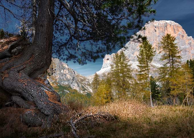 forest and peaks