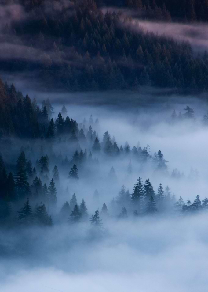Boreal Fog