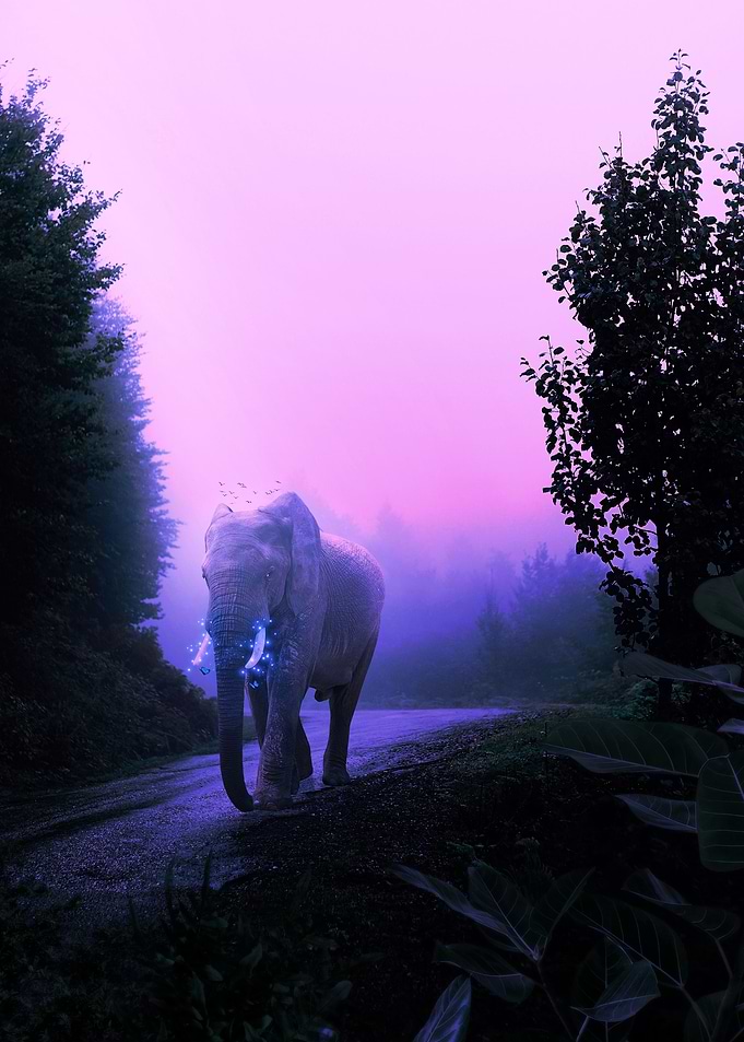Elephant