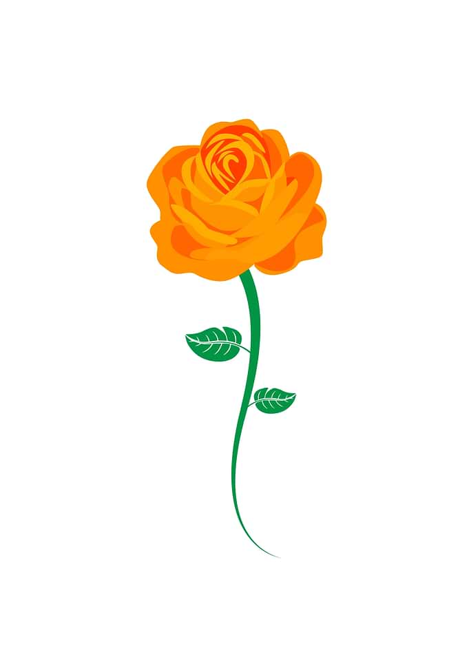 Yellow Rose
