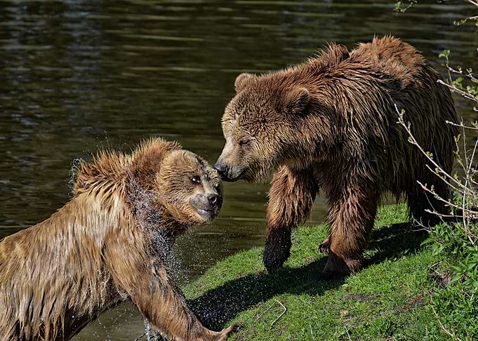 Bears Brothers