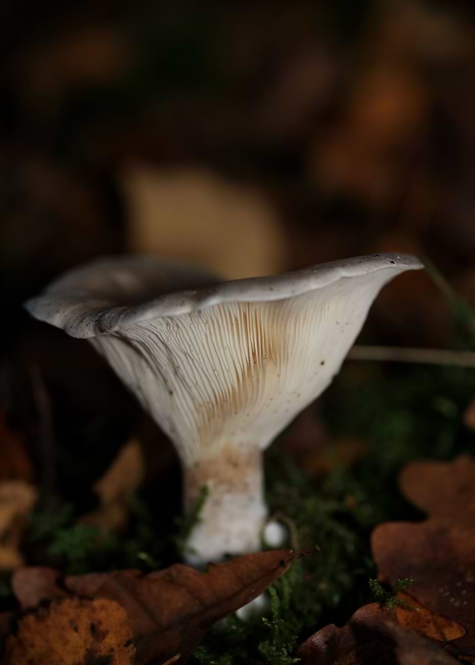 Winter wild mushrooms free