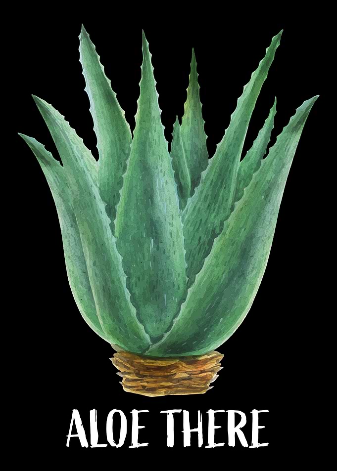 Aloe Vera Garden Plant Flo
