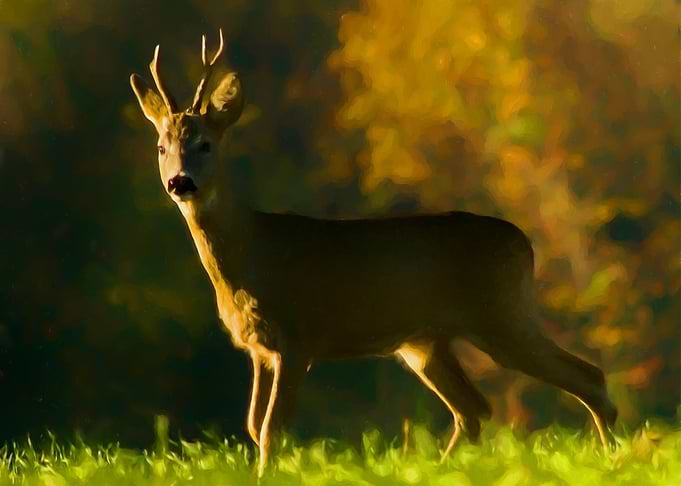 Roebuck