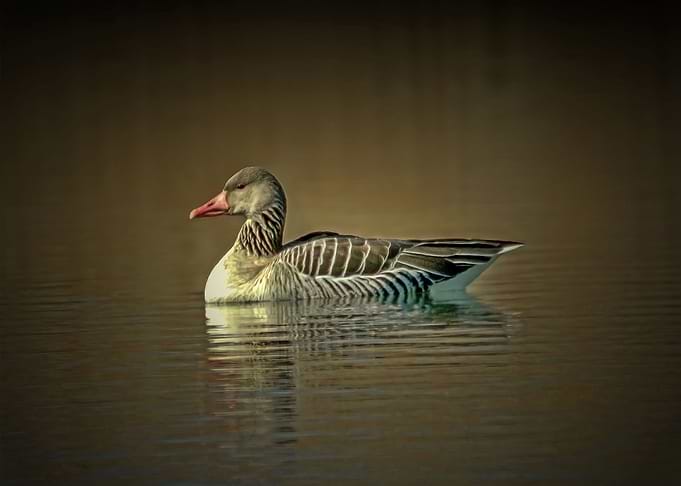 Wild goose