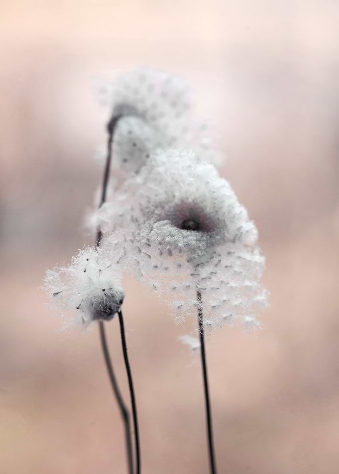 Floral composition
