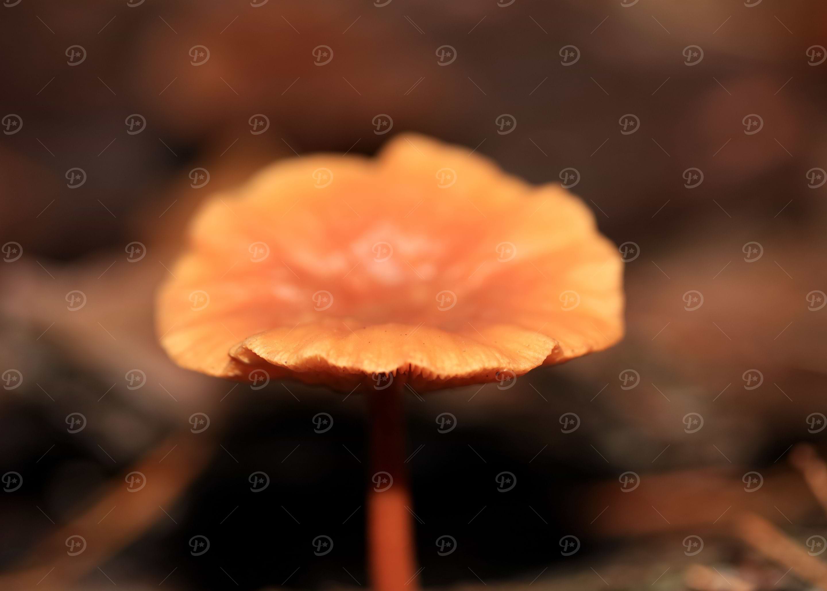 Winter wild mushrooms free