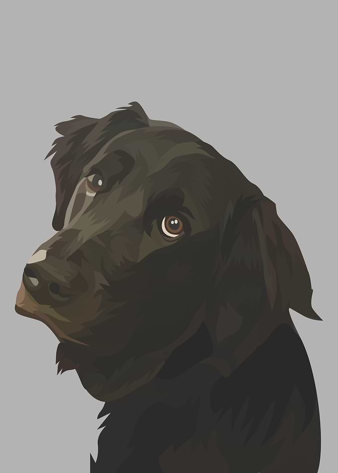 Bassador Dog