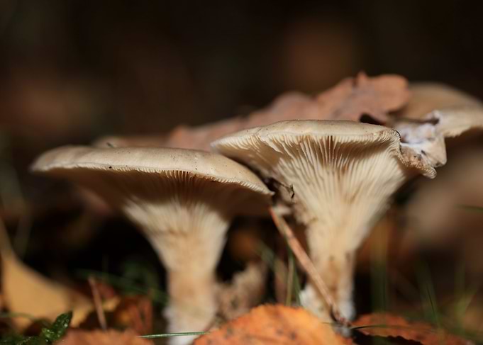 Winter wild mushrooms free