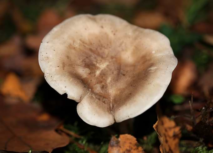 Winter wild mushrooms free