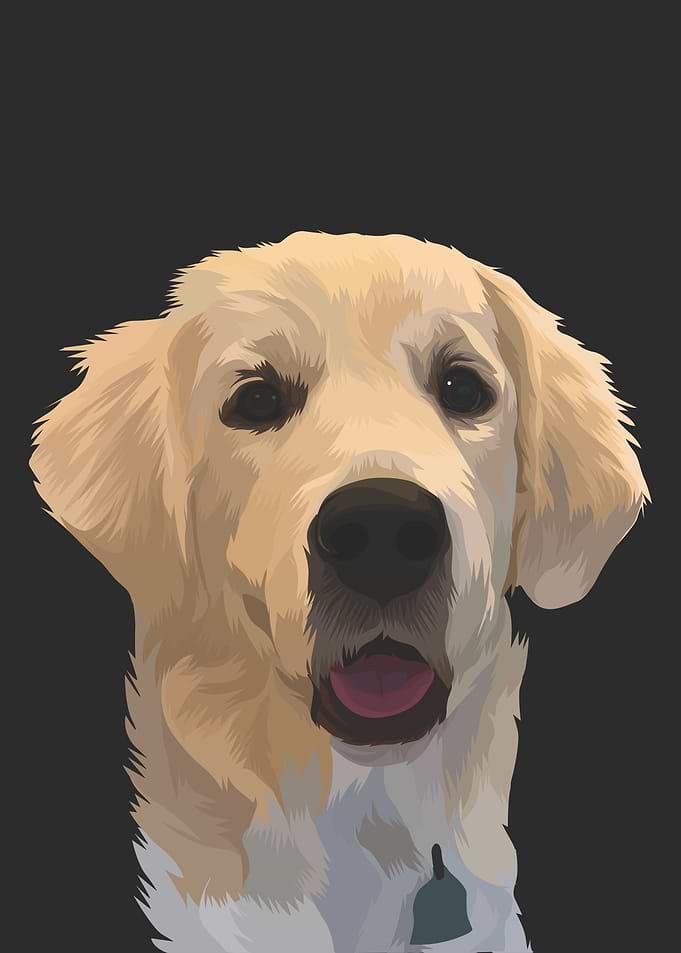 Golden Retriever Dog