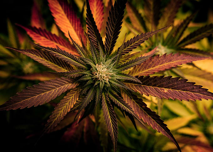 Marijuana Weed Cannabis