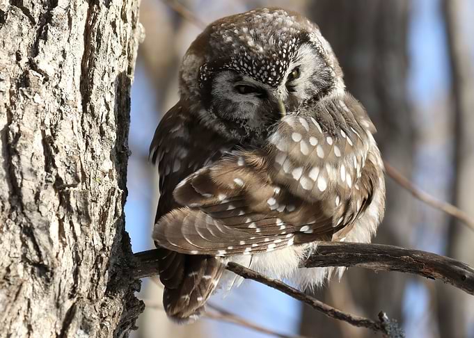 Pre preen