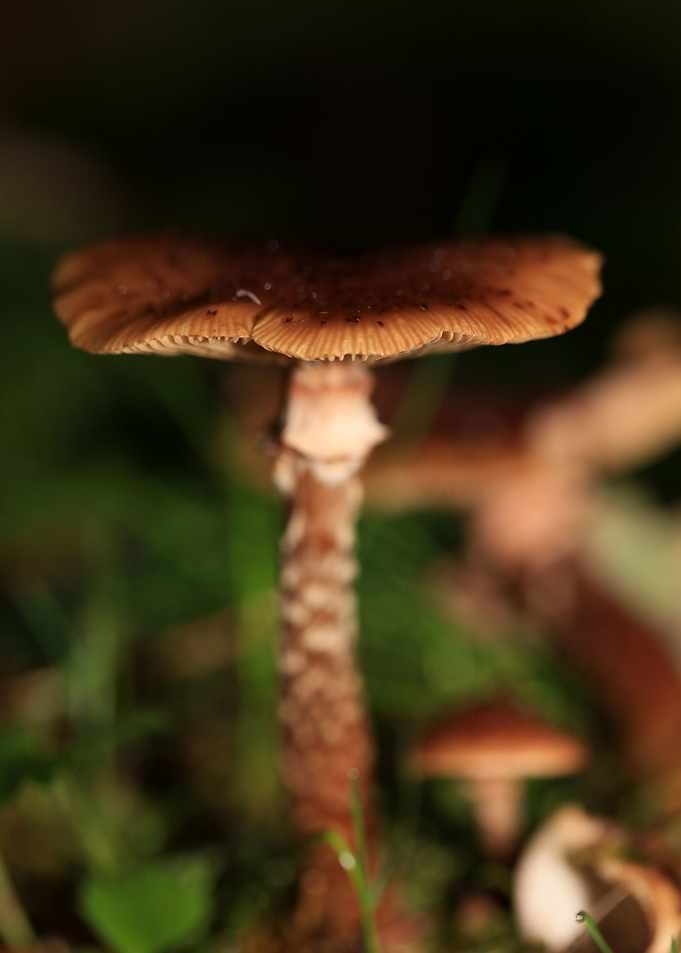 Winter wild mushrooms free