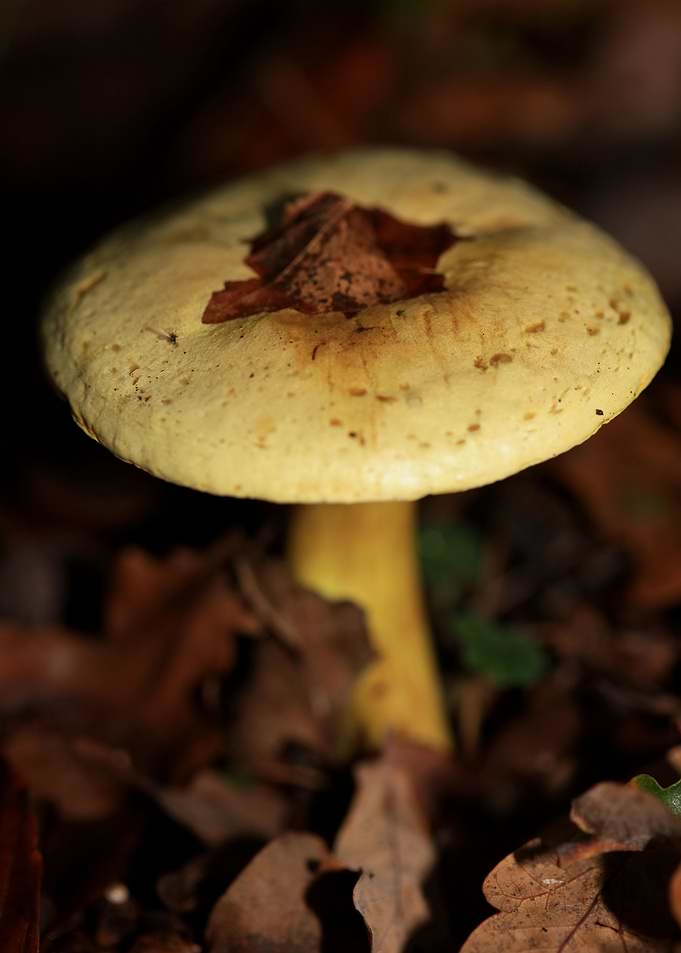Winter wild mushrooms free