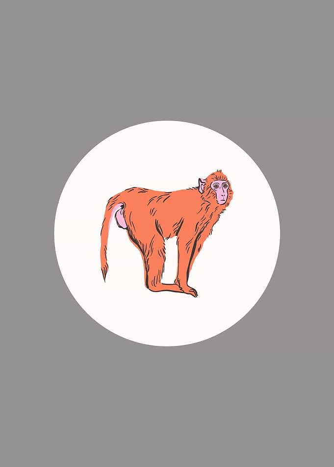 Minimalistic Baboon