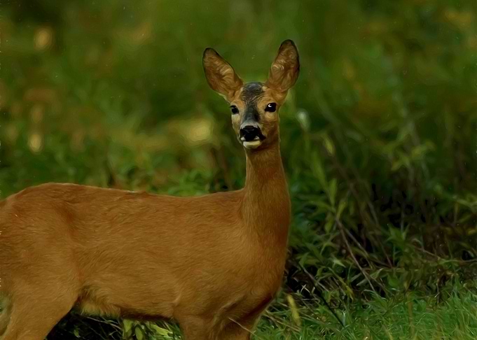 Doe