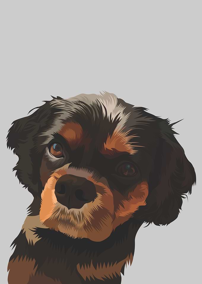 English Toy spaniel Dog