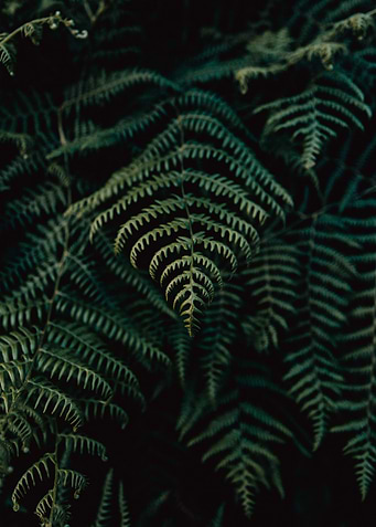 Green Plant Leaves Close 3