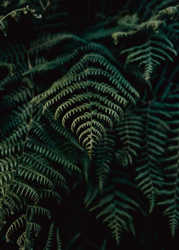 Green Plant Leaves Close 3