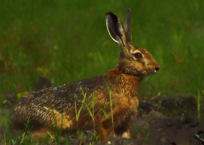 Rabbit